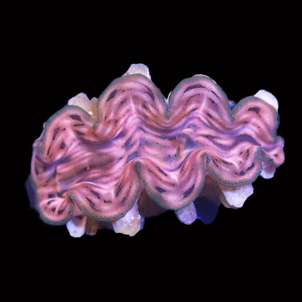 WYSIWYG cultured Squamosa Clam 34