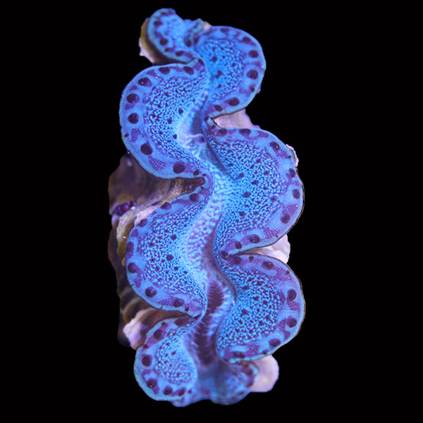 Maxima Clam Red Sea