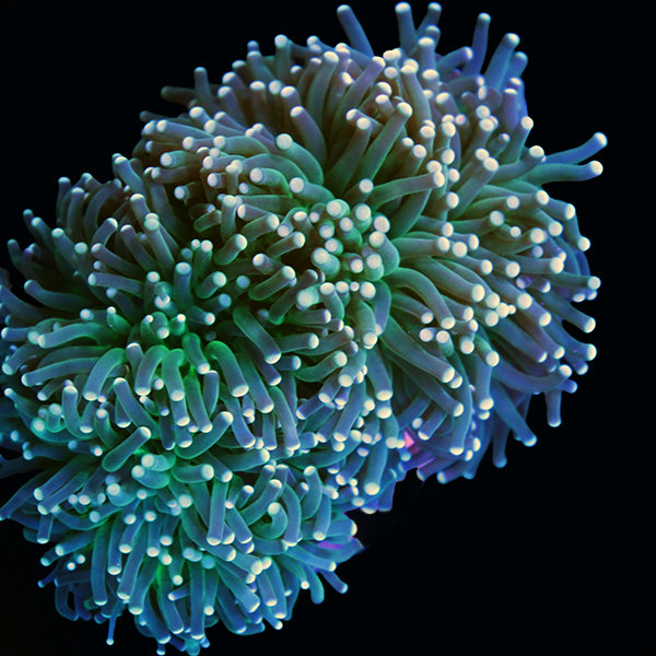 Cultured Palau Torch Coral