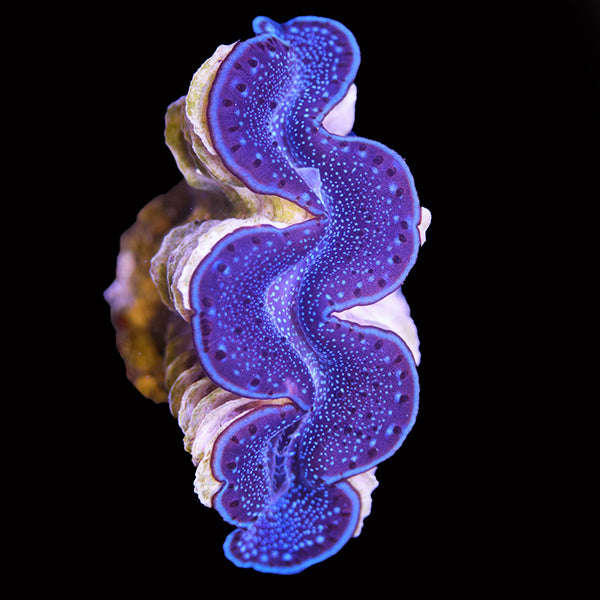 WYSIWYG cultured Maxima Clam 37