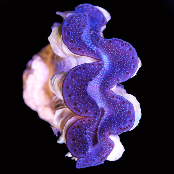 WYSIWYG cultured Maxima Clam 39