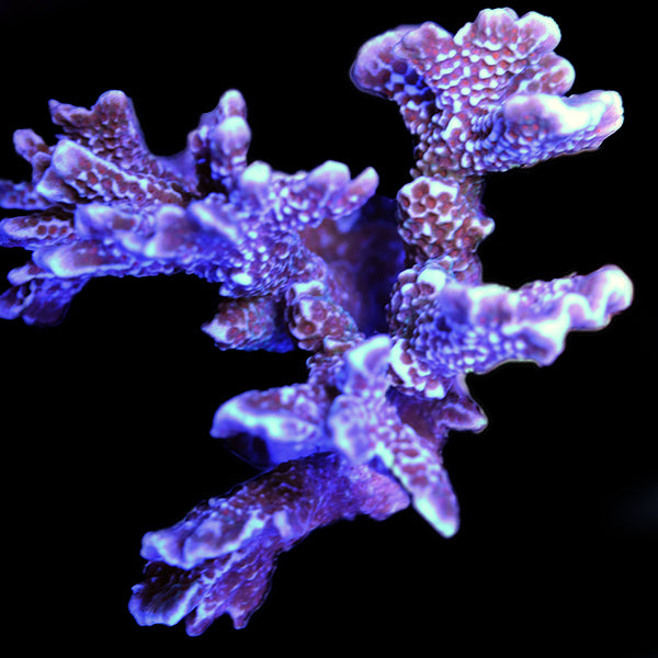 WYSIWYG cultured Forest Fire Montipora 3