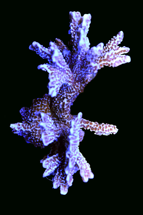 WYSIWYG cultured Forest Fire Montipora 4