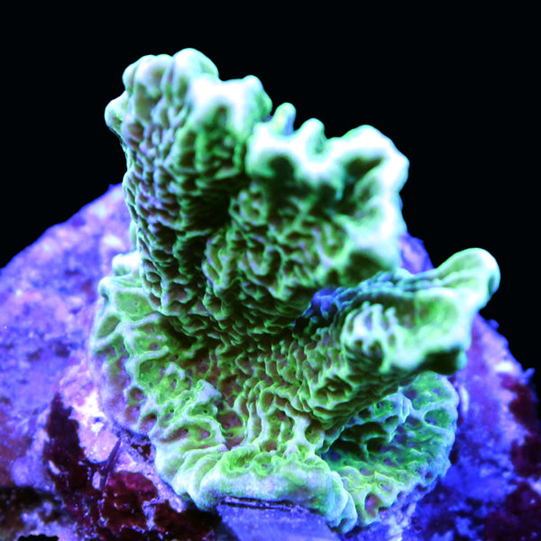 WYSIWYG cultured Montipora spumosa 8