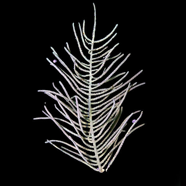 Panama Gorgonian - Antillogorgia