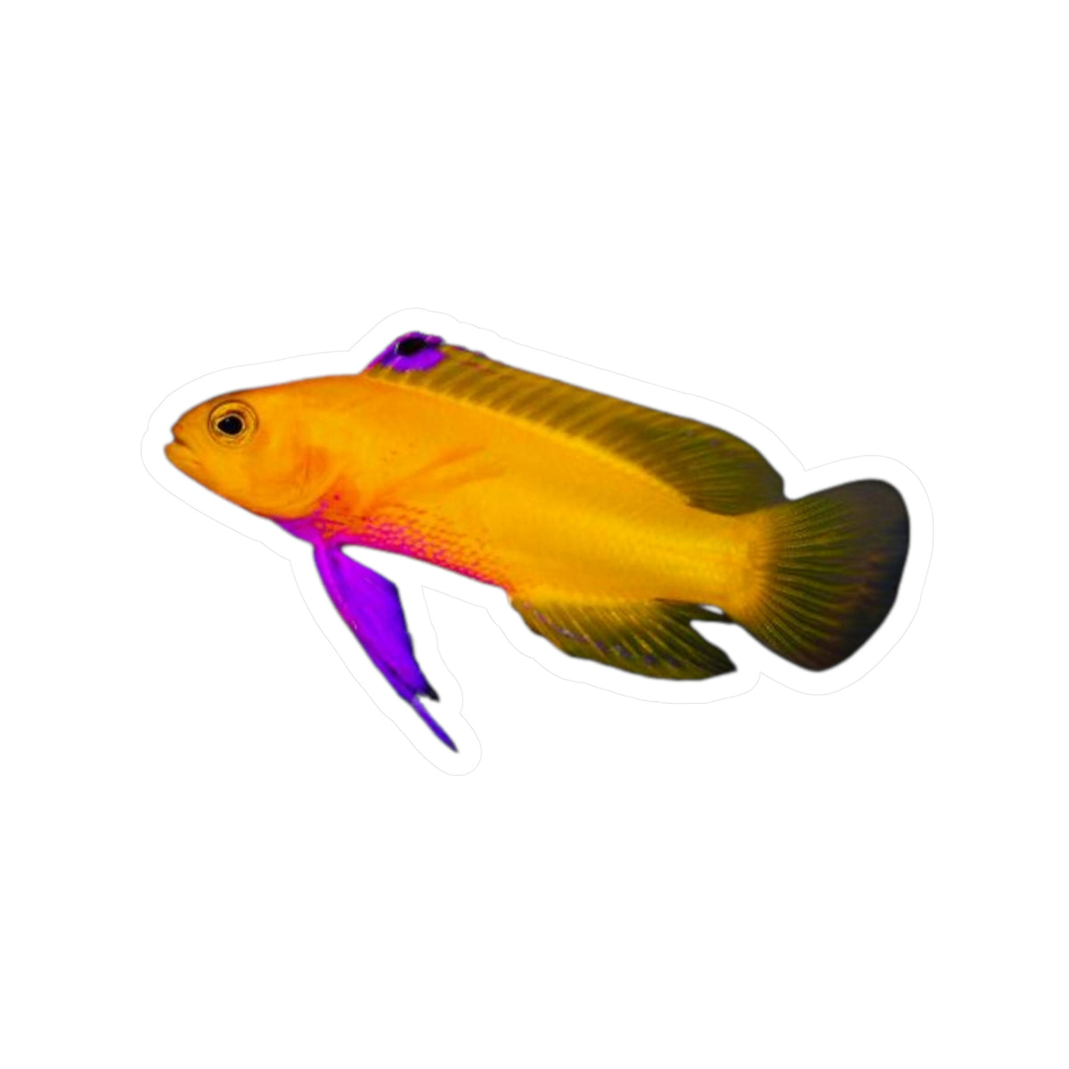 Cuban Basslet Vinyl Die-Cut Stickers
