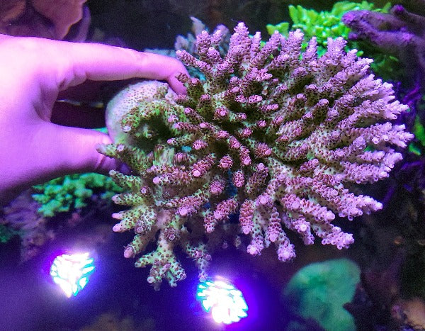 Biota Palau Table Acropora Mini-colony - The Biota Group
