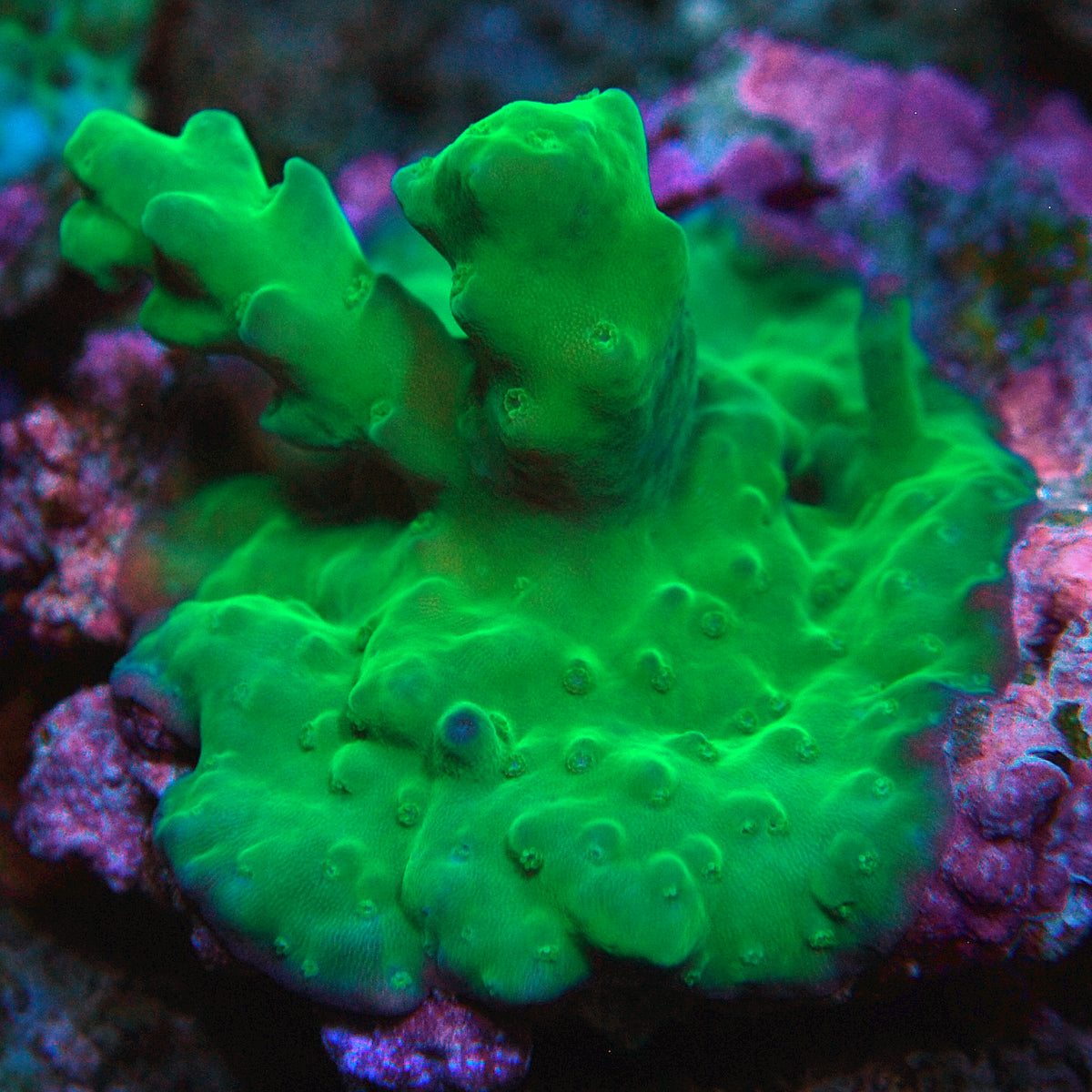 Biota Palau Slime Mold Acropora Mini-Colony