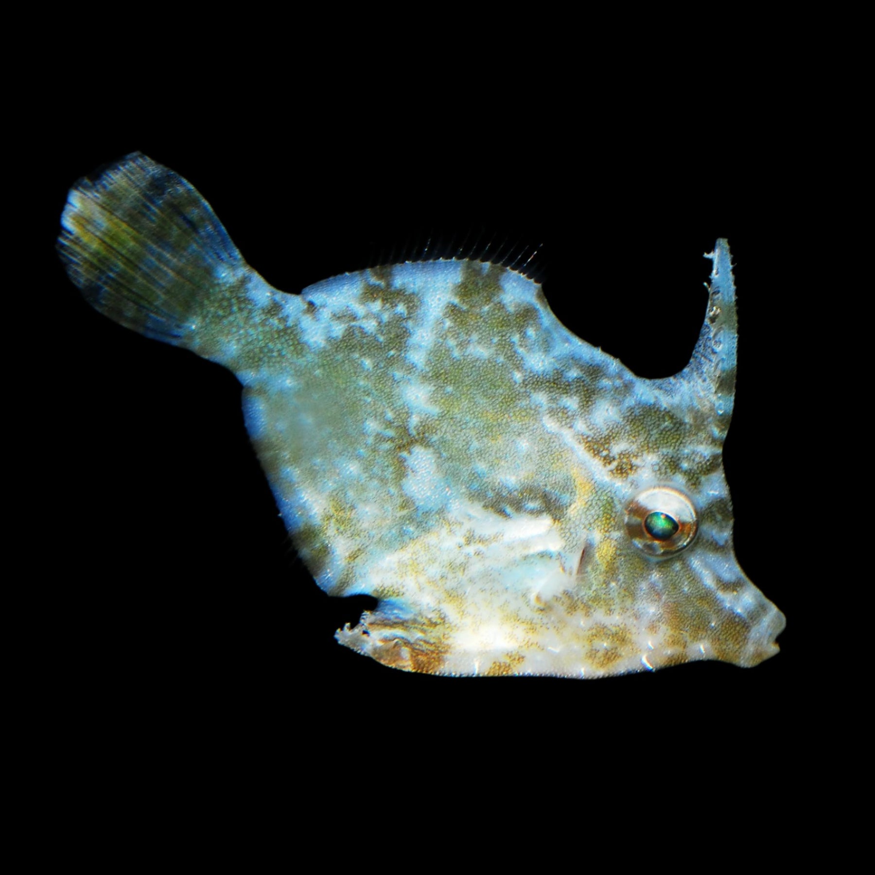 Filefish - The Biota Group