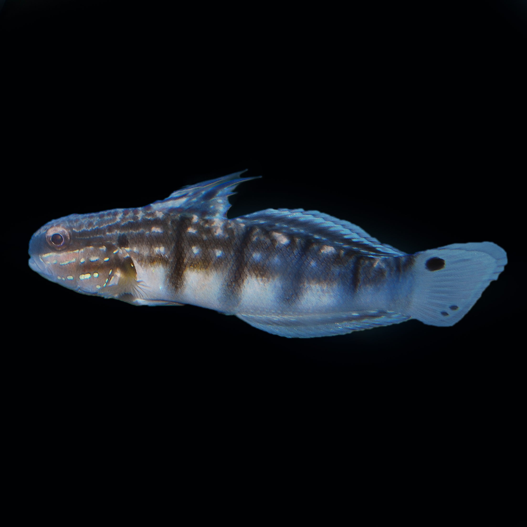 Gobin Bay Dragon Goby - The Biota Group