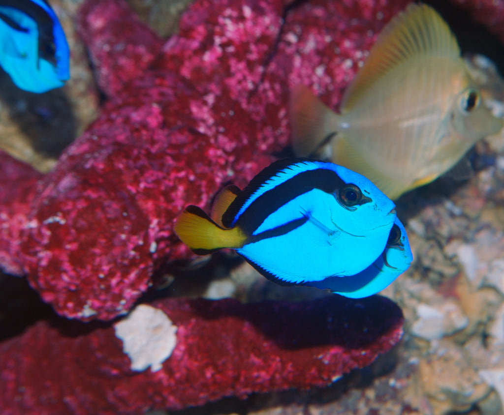 Powder Blue Tang: Saltwater Aquarium Fish