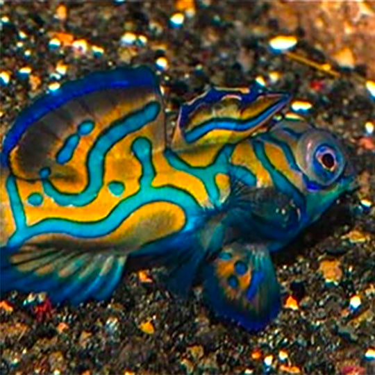 Mandarin Fish - The Biota Group
