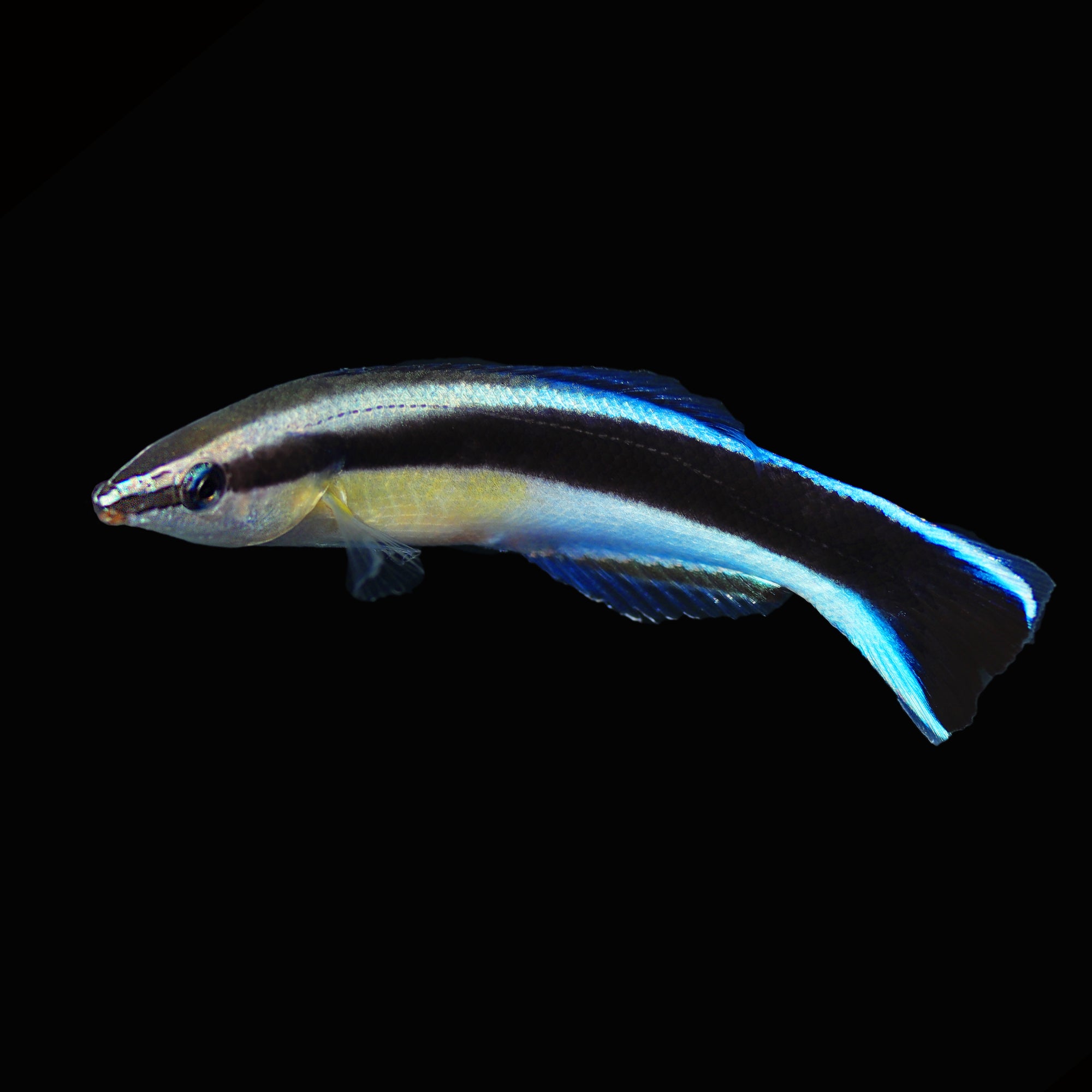 Blue Streak Cleaner Wrasse The Biota Group