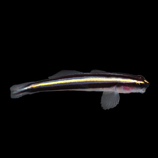 Broad Stripe Cleaner Goby Each