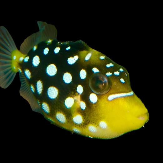 Clown Triggerfish Mutant Clownfish: A New Fish For The Nemo Set?