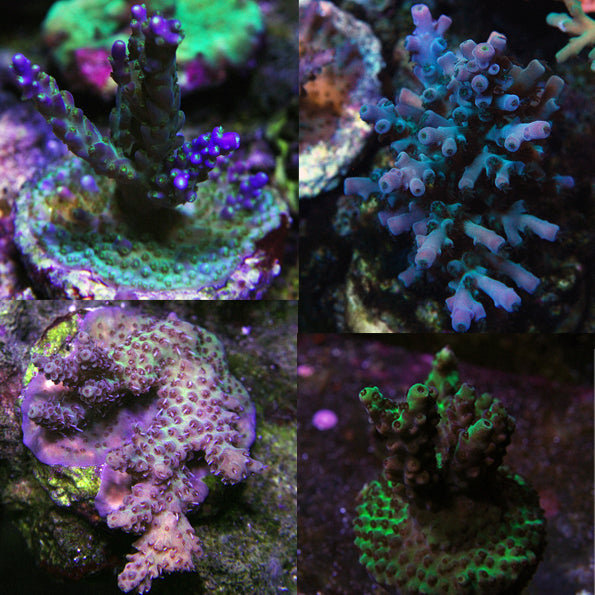 SPS - The Biota Group