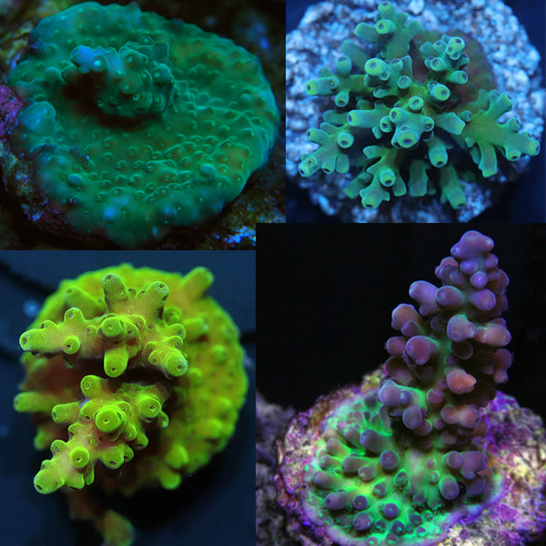 Acropora Mini-colony Palau (Assorted Single)