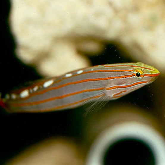 Court Jester Goby