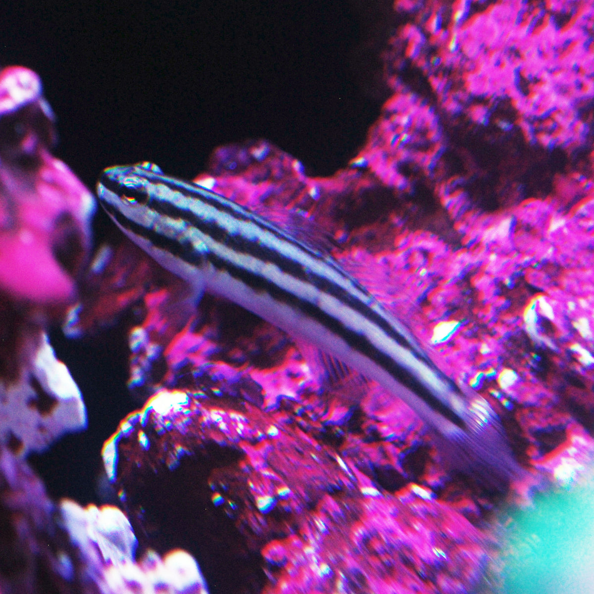 Locks Goby Link's Goby - The Biota Group