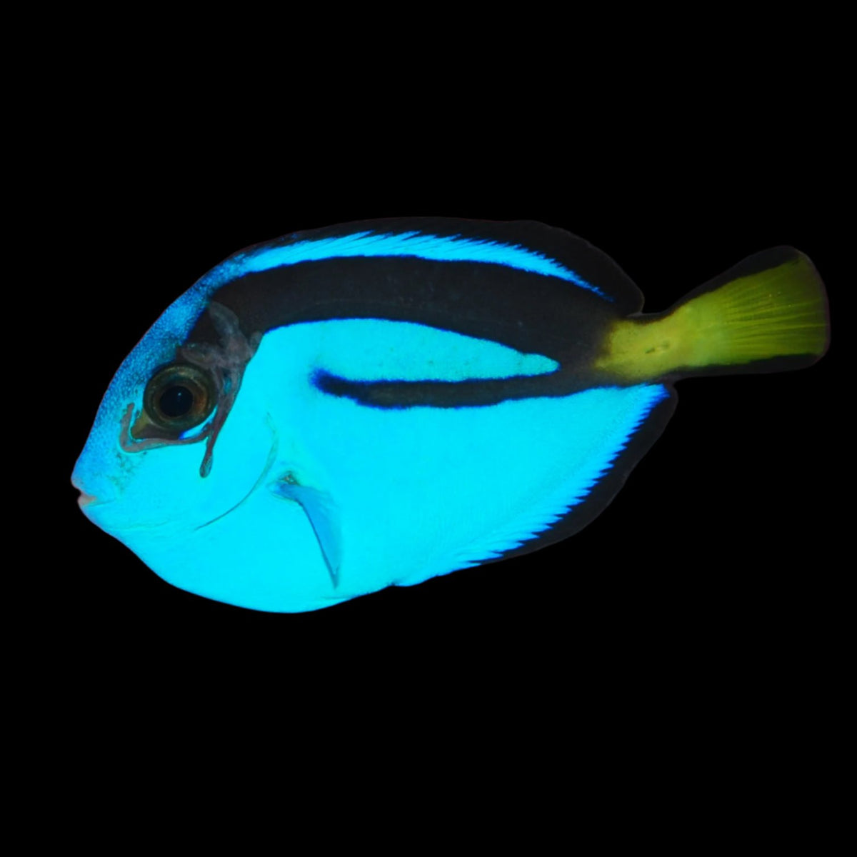 Blue Tang