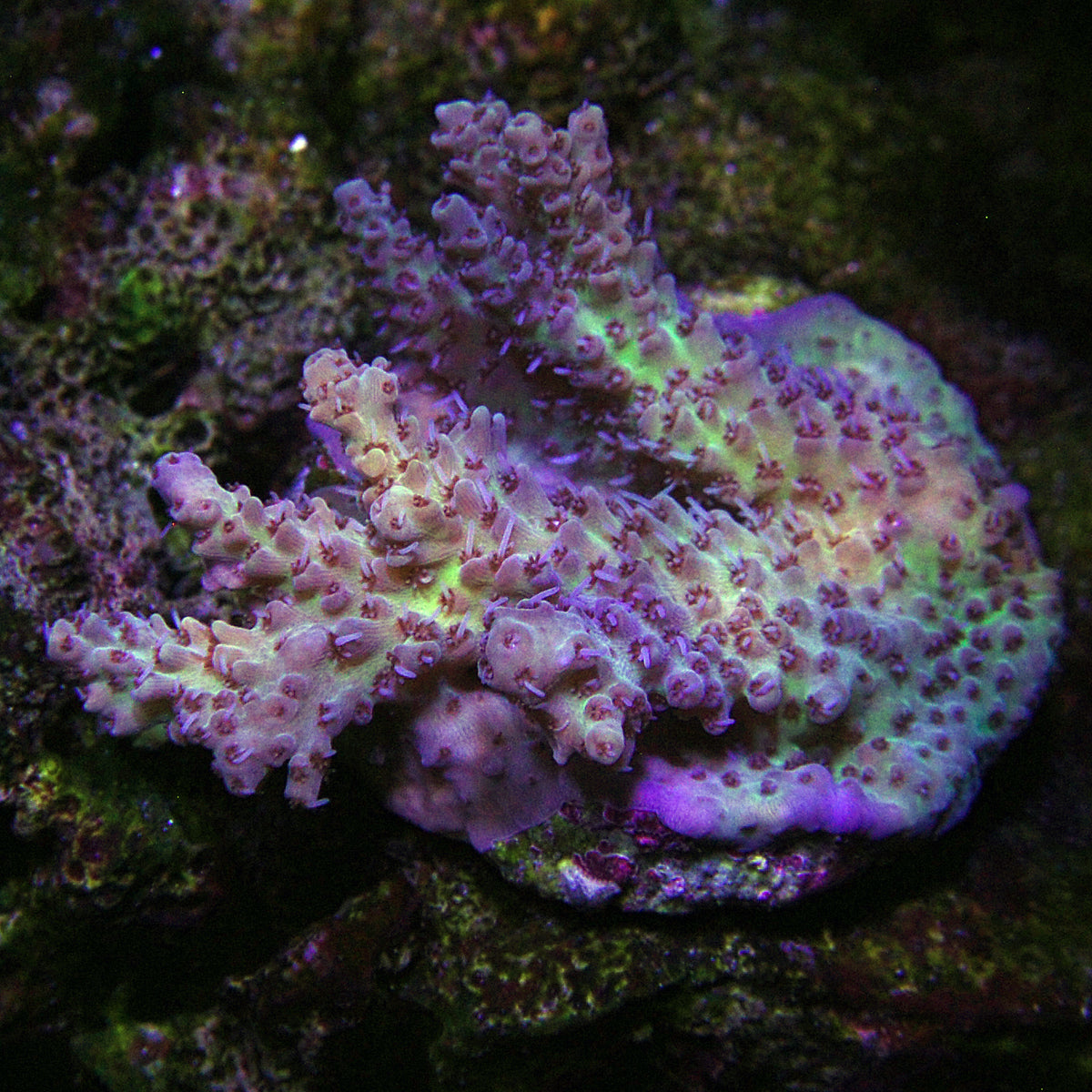 Biota Palau Pastel Goth Acropora Mini-colony