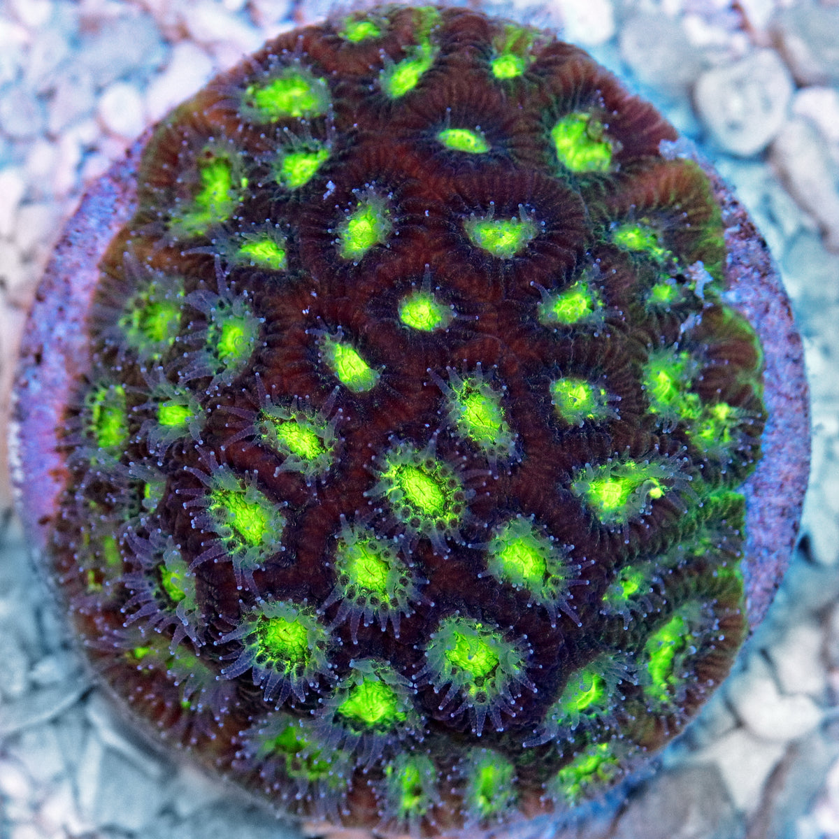 Eggplant Emoji Favites Coral