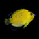 Goldflake Angelfish