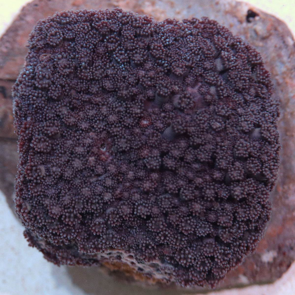 Purple Short Polyp Goniopora