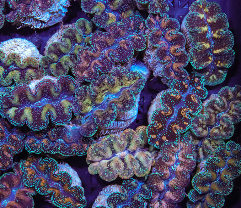 Crocea Ultra Grade Crocea Clam - The Biota Group