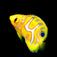 Regal Angelfish SM