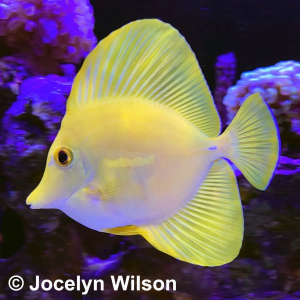 Yellow File Fish Yellow Freshwater Tropical Fish