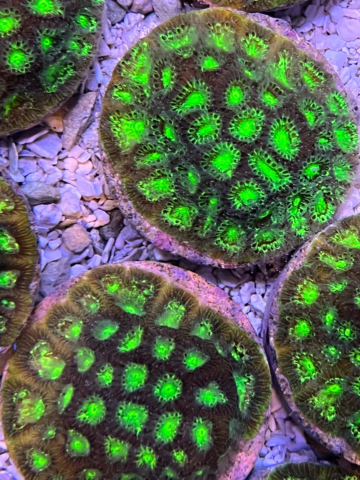 Eggplant Emoji Favites Coral