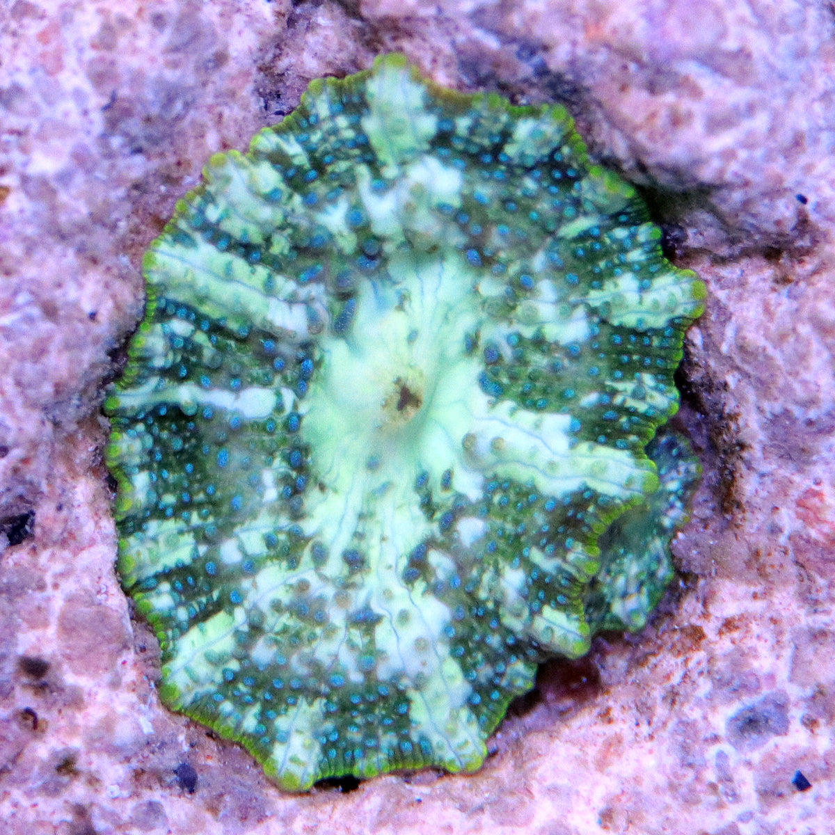 Green Discosoma Mushroom single polyp assorted