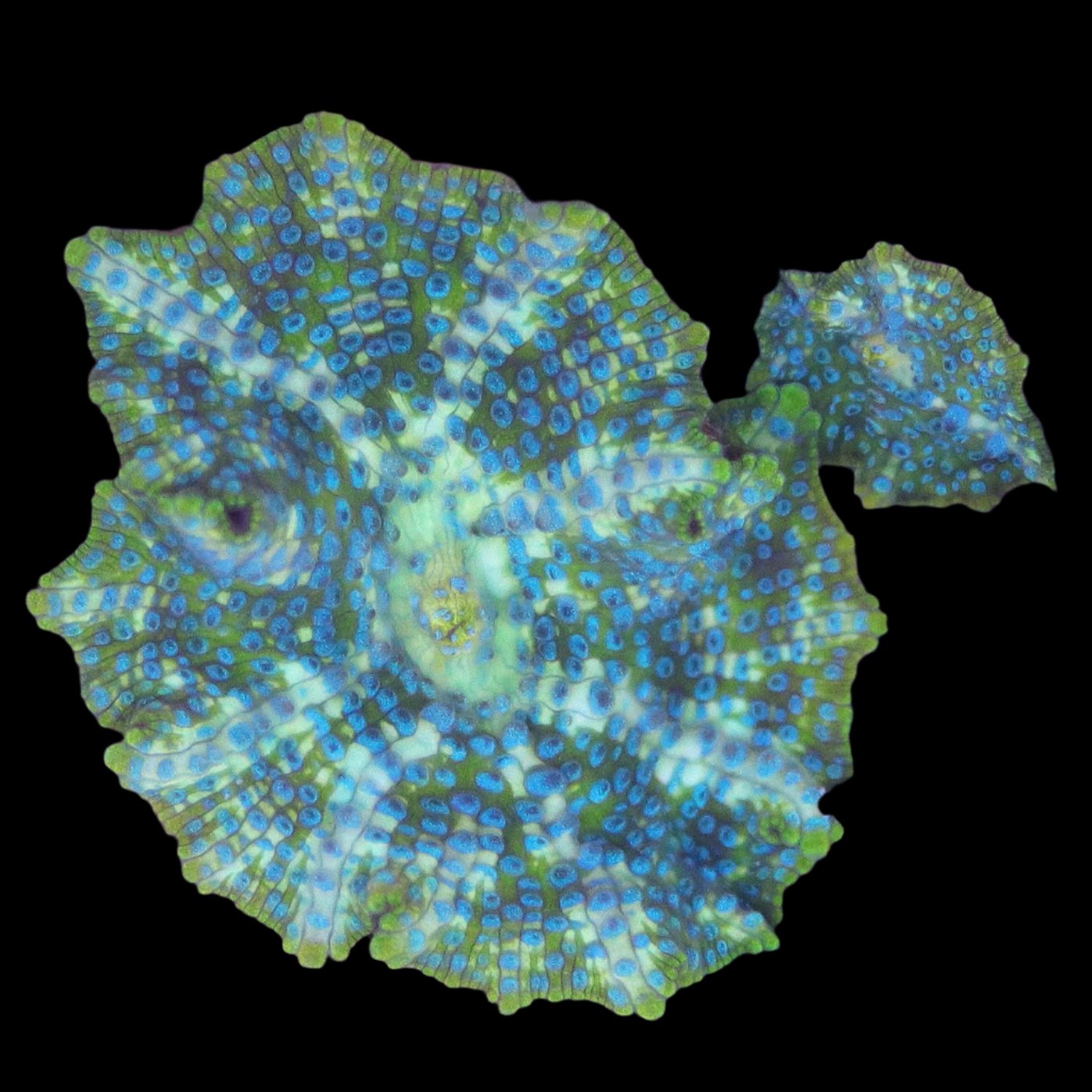 Beginner Coral Page 2 - The Biota Group