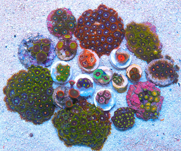 5 pack of Biota Aquacultured Zoanthid Frags