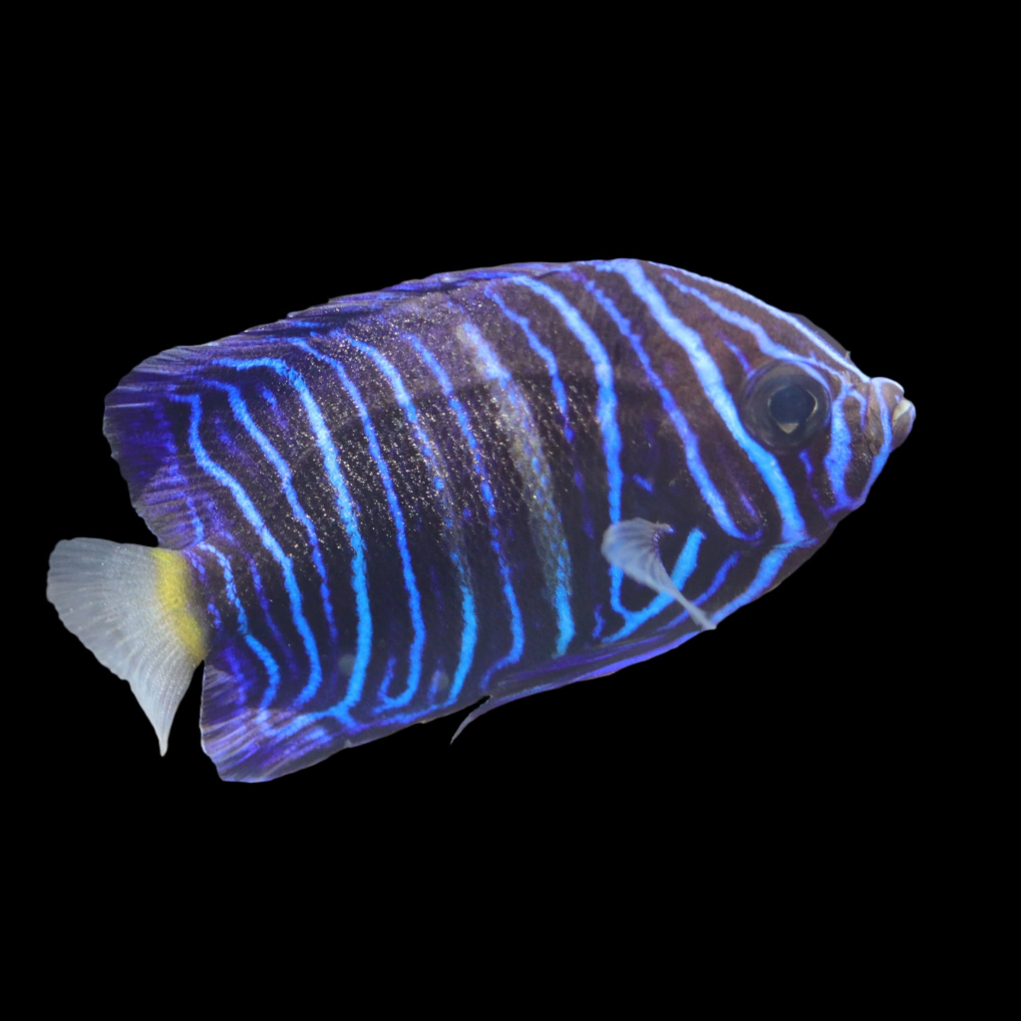 Asfur Angelfish - The Biota Group