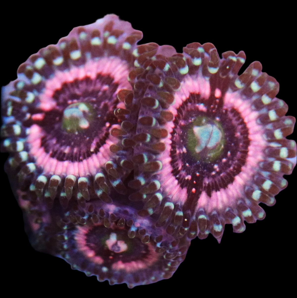 Biota Pink Zipper Zoa - The Biota Group