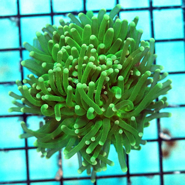 Soursop Green Torch Coral