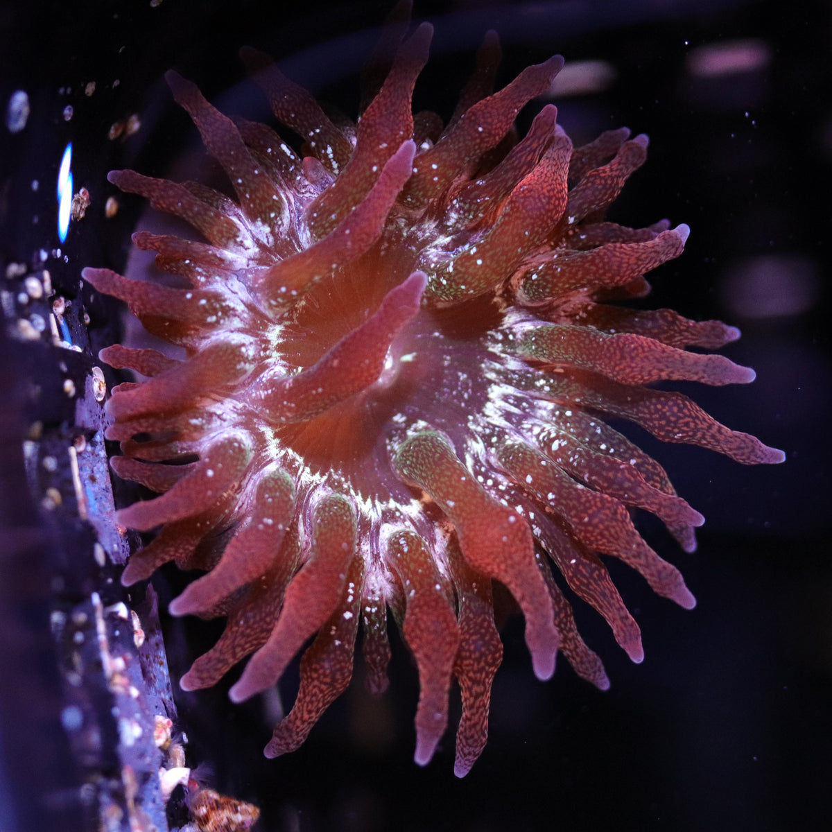 BABY BAVOIR IMPRIME UNISEX - Bavoir - anemone