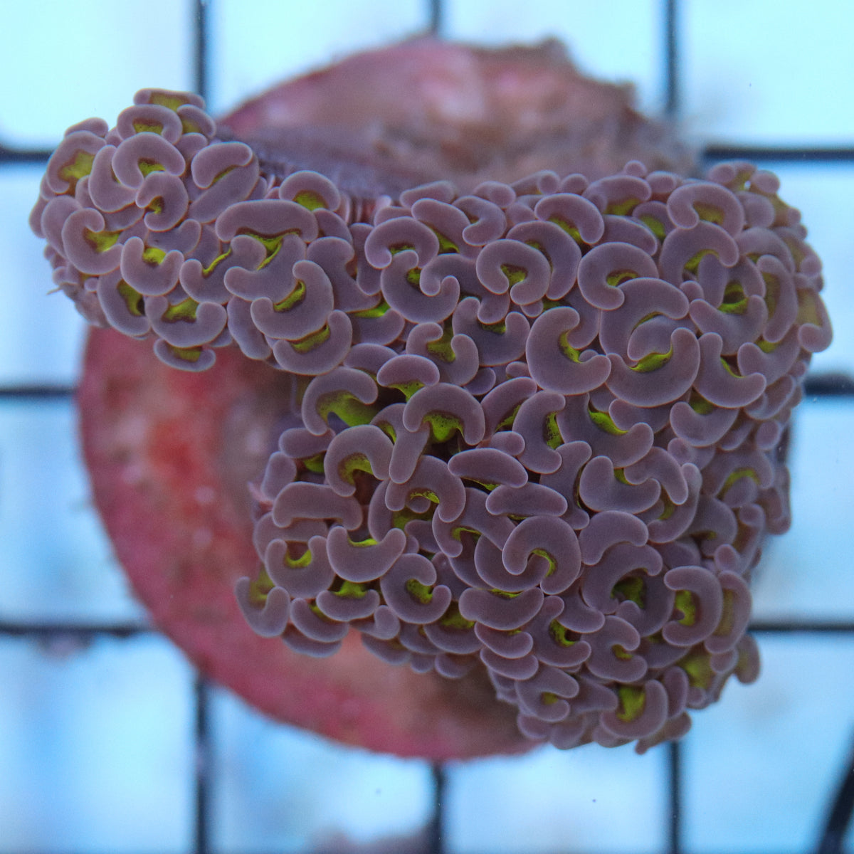 Biota Palau Bicolor Hammer Coral - The Biota Group