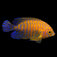 Hawaiian Potter's Angelfish