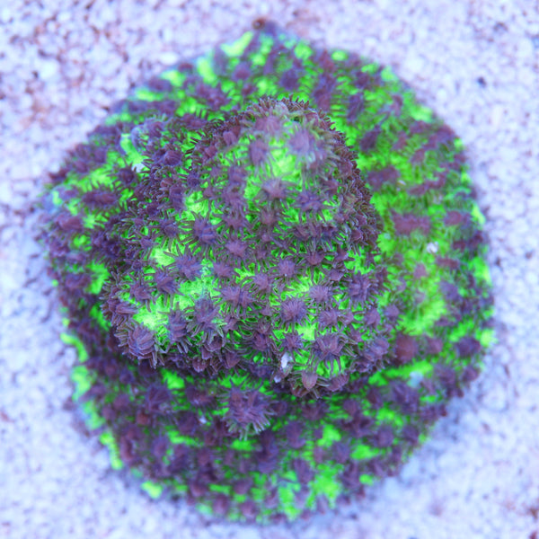 Biota Purple Fur Palau Hydnophora