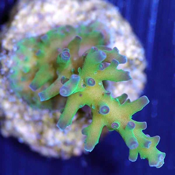 SPS - The Biota Group