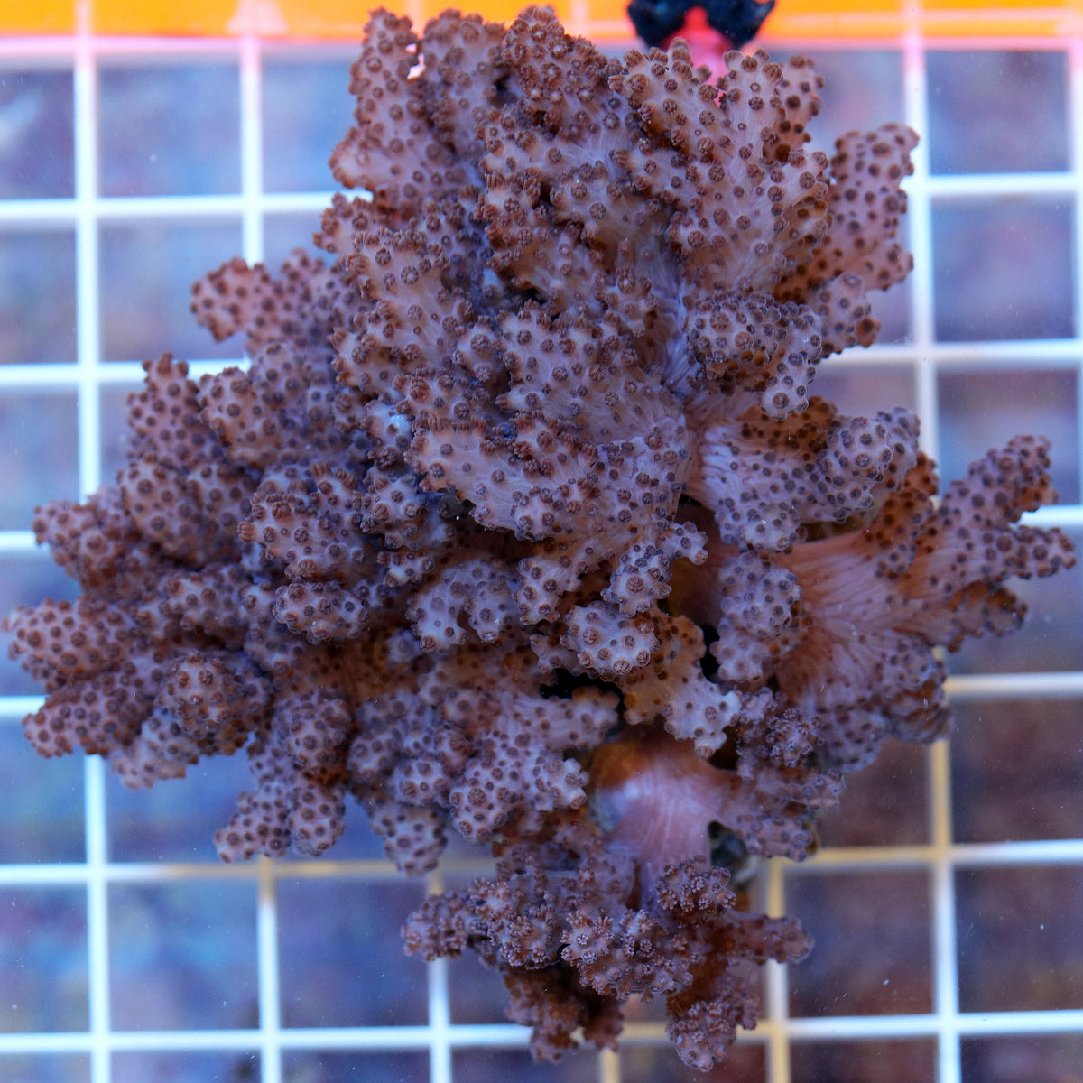 Kenya Tree Coral - The Biota Group