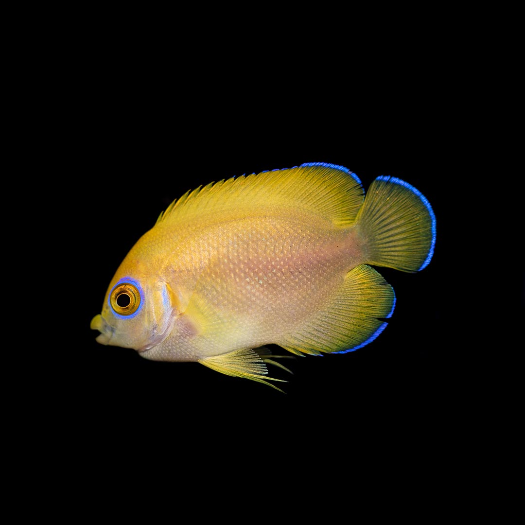 Emperor Angelfish 1.5+ - The Biota Group