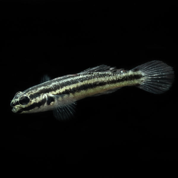 Locks Goby Link's Goby - The Biota Group