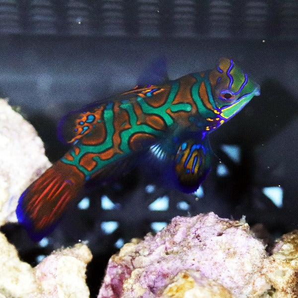 Ruby Red Goby Red Mandarin Goby