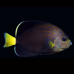 洋楽 Angelfish 洋楽 Angelfish Angel Fish | Pop'n Music Wiki | Fandom