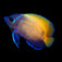 Majestic Angelfish