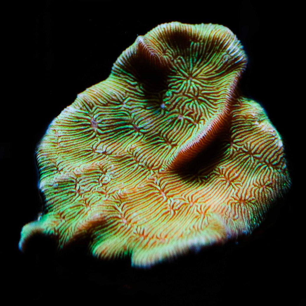 Aquacultured Blue Voodoo Acropora Coral (Acropora sp.) - ORA